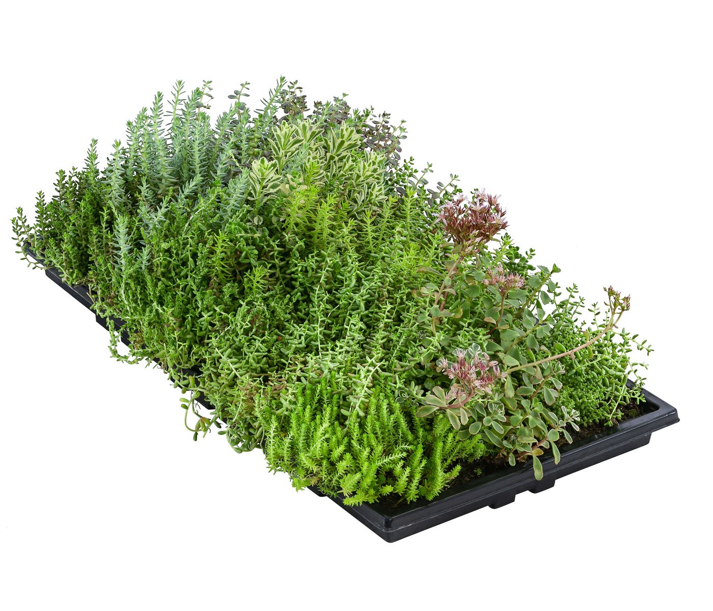 Dehner Staude Dachbegrünungsmatte 2er Set, Fetthenne, 50 x 30 cm, insektenfreundliche Dachbegrünung für Flachdächer / Schrägdächer