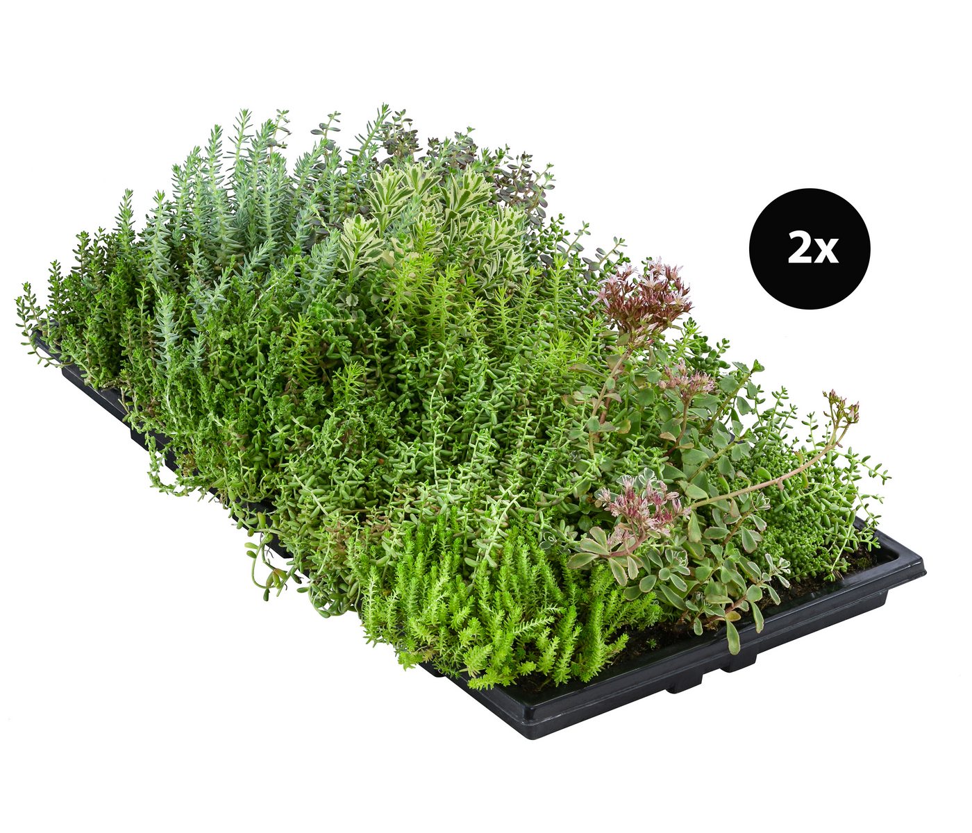 Dehner Staude Dachbegrünungsmatte 2er Set, Fetthenne, 50 x 30 cm, insektenfreundliche Dachbegrünung für Flachdächer / Schrägdächer Bild 2