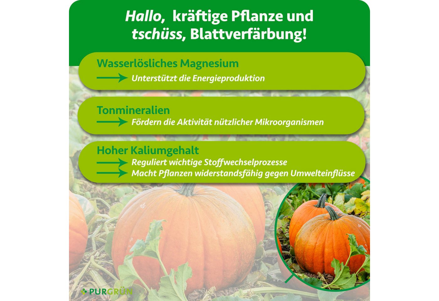 Purgrün Gemüsedünger Bio Kürbis Dünger, NPK 6+3+8, Magnesium, 1 kg, Granulat, 1-St., 1 kg Bild 4