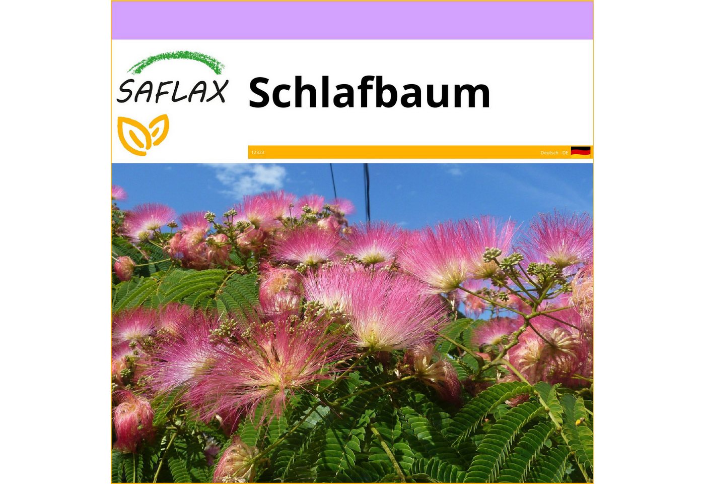 SAFLAX Blumensamen SAFLAX - - Schlafbaum