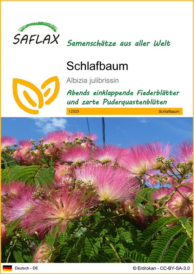 SAFLAX Blumensamen SAFLAX - - Schlafbaum Bild 2