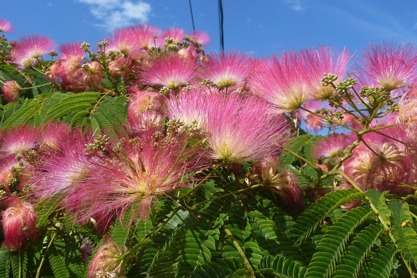SAFLAX Blumensamen SAFLAX - - Schlafbaum Bild 4