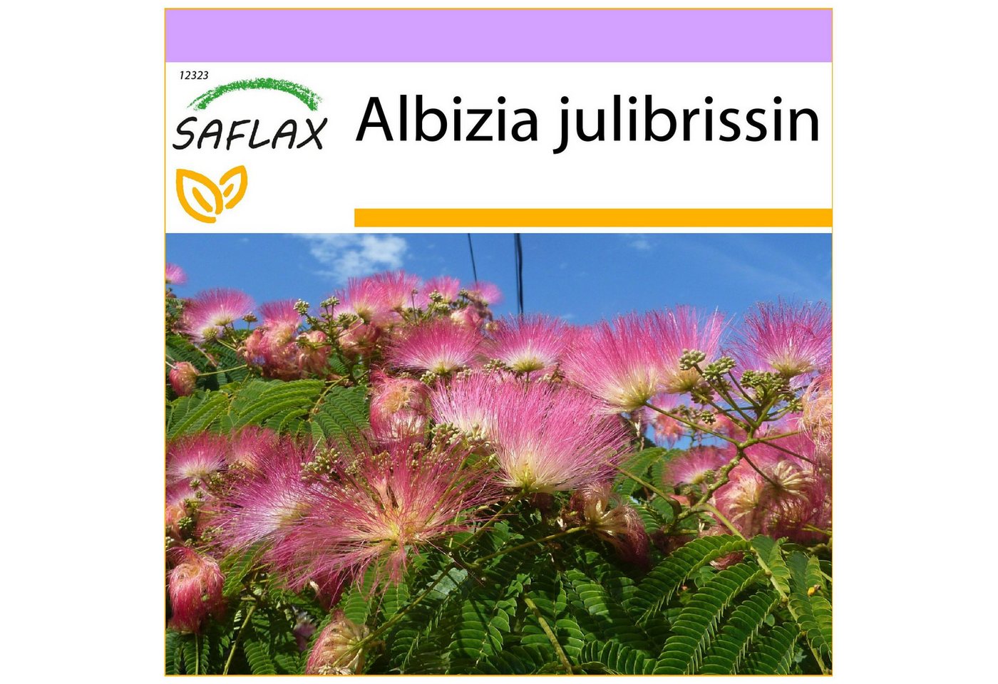 SAFLAX Blumensamen SAFLAX - - Schlafbaum Bild 5