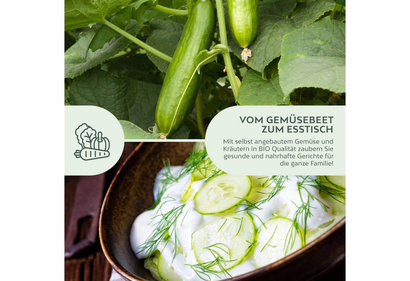 Growgreens Gemüsesamen BIO Gurken Samen (Marketmore) - Salatgurke Saatgut (10 Korn), Gemüse Bild 2