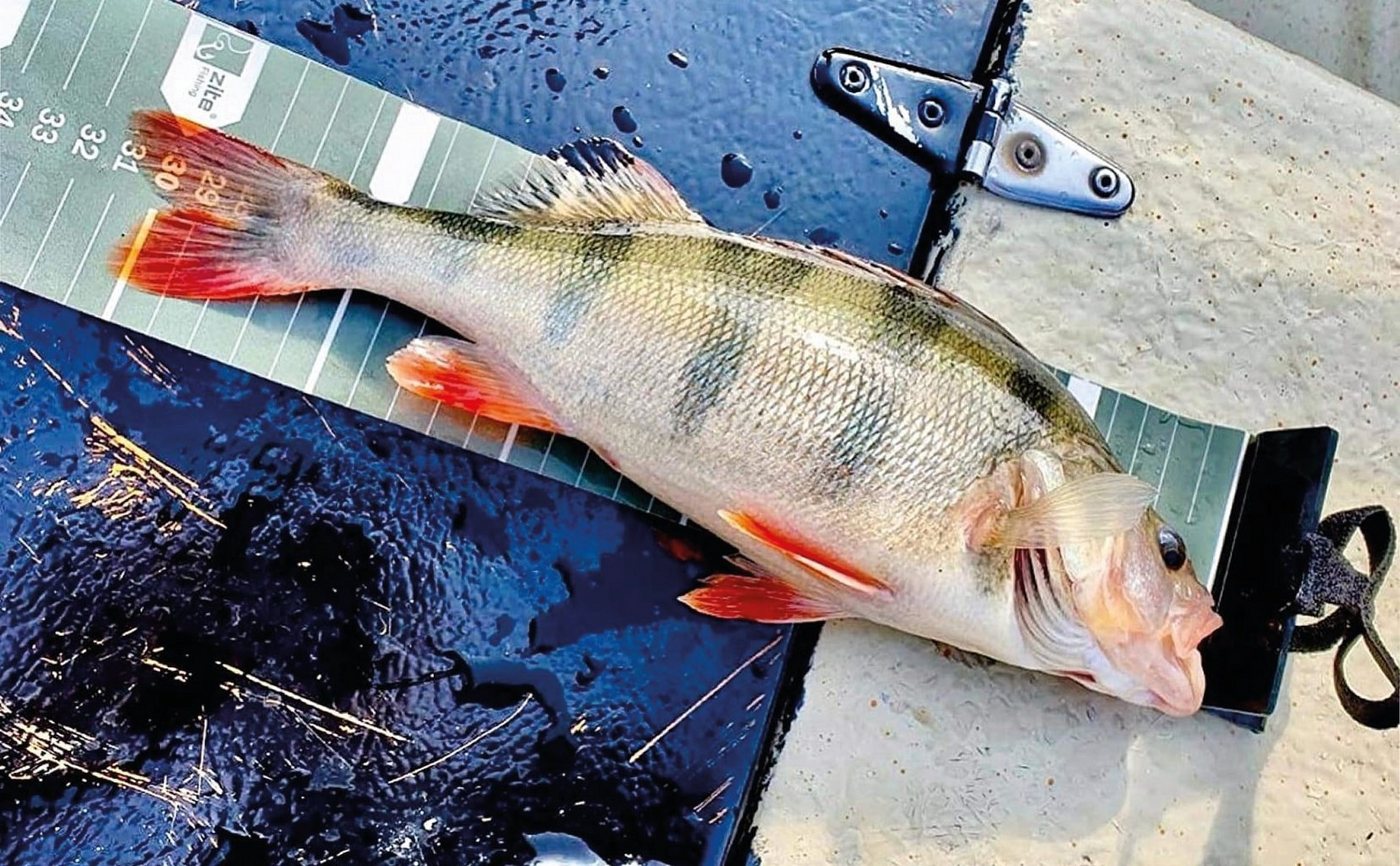 Zite Fischgreifer Aufrollbares Fisch-Maßband, 120cm für präzises Messen Bild 3