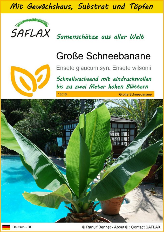 SAFLAX Blumensamen SAFLAX - Anzuchtset - Große Schneebanane Bild 3