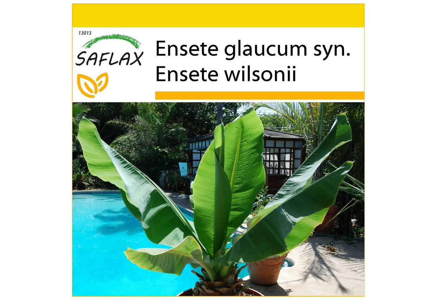 SAFLAX Blumensamen SAFLAX - Anzuchtset - Große Schneebanane Bild 4
