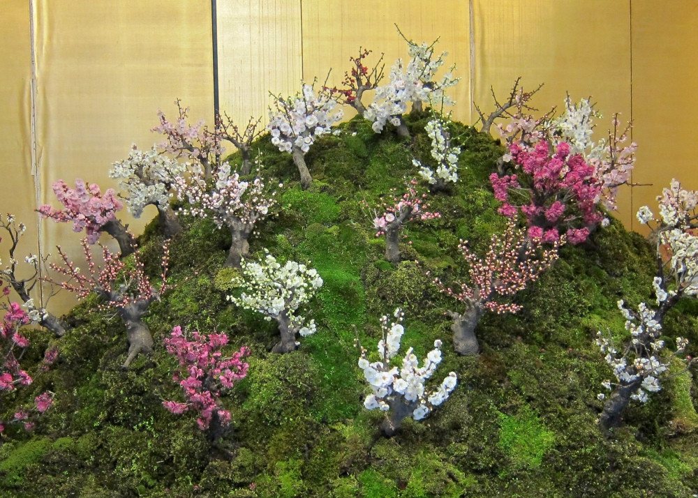 SAFLAX Blumensamen SAFLAX - Anzuchtset - Japanische Blütenkirsche