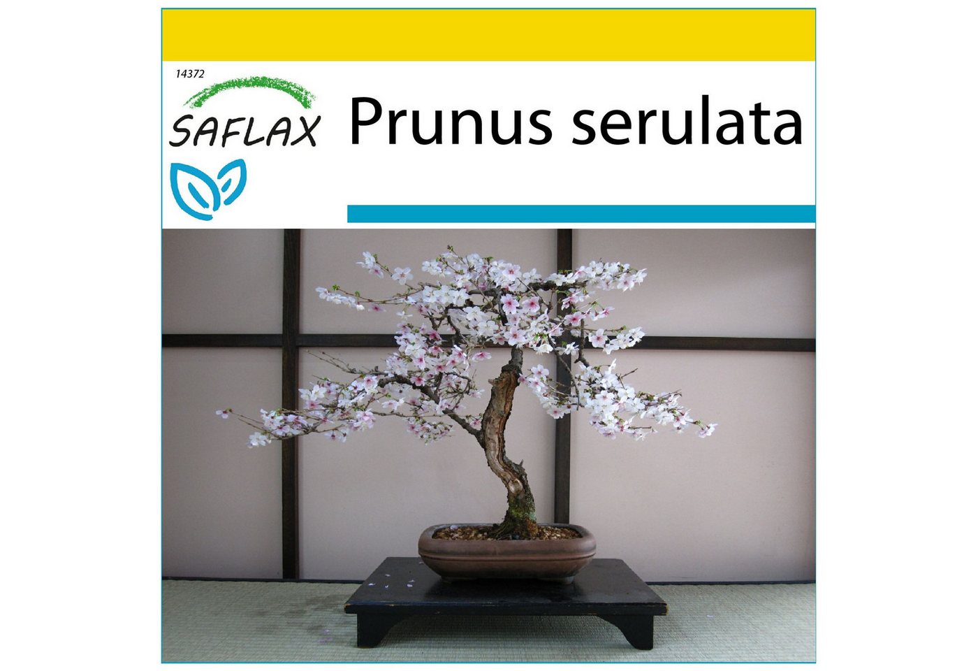 SAFLAX Blumensamen SAFLAX - Anzuchtset - Japanische Blütenkirsche Bild 2