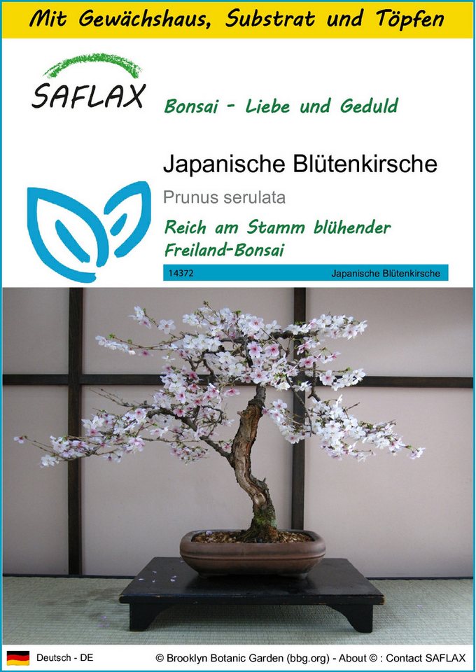SAFLAX Blumensamen SAFLAX - Anzuchtset - Japanische Blütenkirsche Bild 3