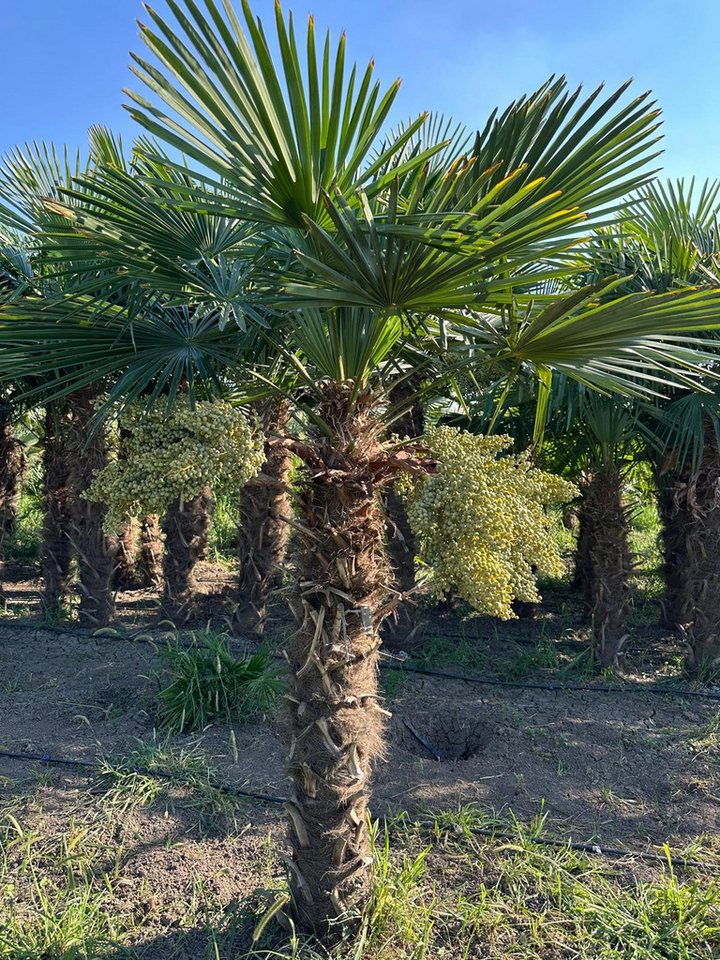 Palms-Store Baum Trachycarpus Fortunei Hanfpalme ca. 300 cm Hoch, Winterhart bis –19 °C – eine der frostresistentesten Palmen weltweit