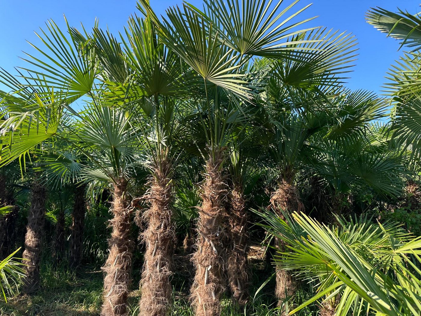 Palms-Store Baum Trachycarpus Fortunei Hanfpalme ca. 300 cm Hoch, Winterhart bis –19 °C – eine der frostresistentesten Palmen weltweit Bild 2