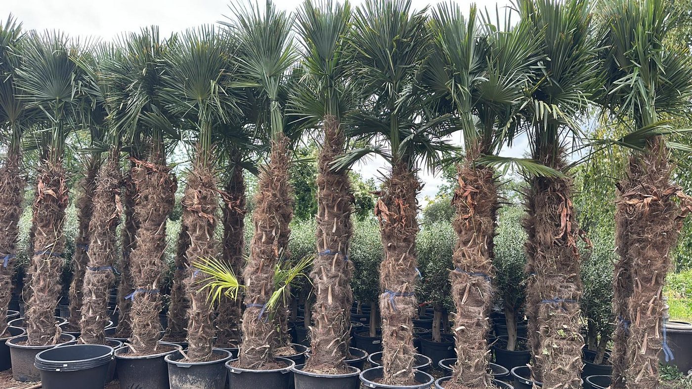 Palms-Store Baum Trachycarpus Fortunei Hanfpalme ca. 300 cm Hoch, Winterhart bis –19 °C – eine der frostresistentesten Palmen weltweit Bild 3
