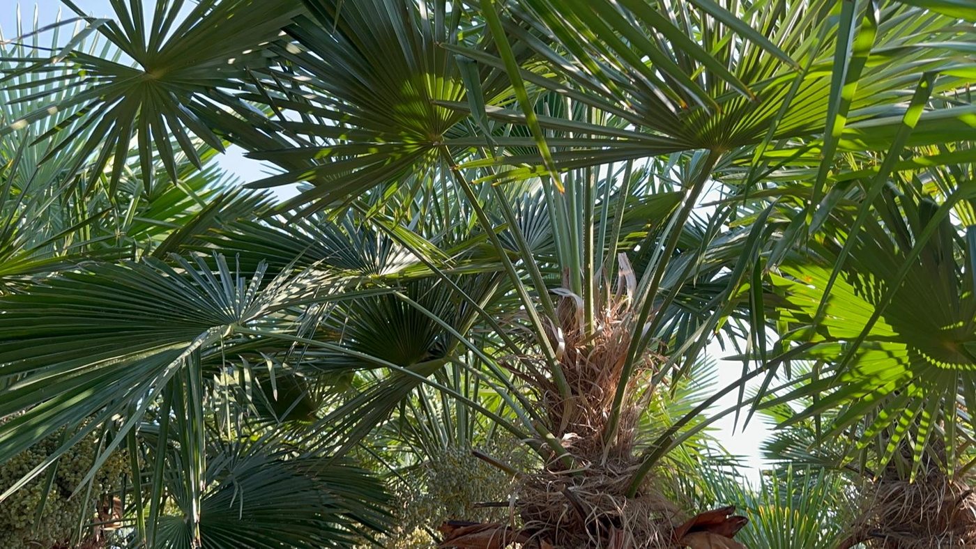 Palms-Store Baum Trachycarpus Fortunei Hanfpalme ca. 300 cm Hoch, Winterhart bis –19 °C – eine der frostresistentesten Palmen weltweit Bild 4