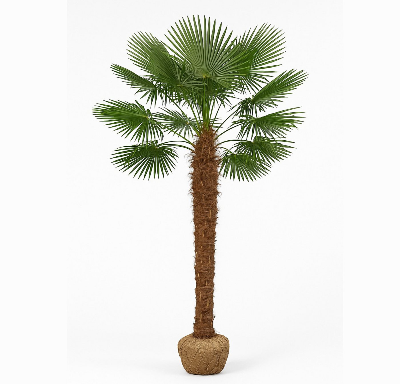 Palms-Store Baum Trachycarpus Fortunei Hanfpalme ca. 300 cm Hoch, Winterhart bis –19 °C – eine der frostresistentesten Palmen weltweit Bild 5