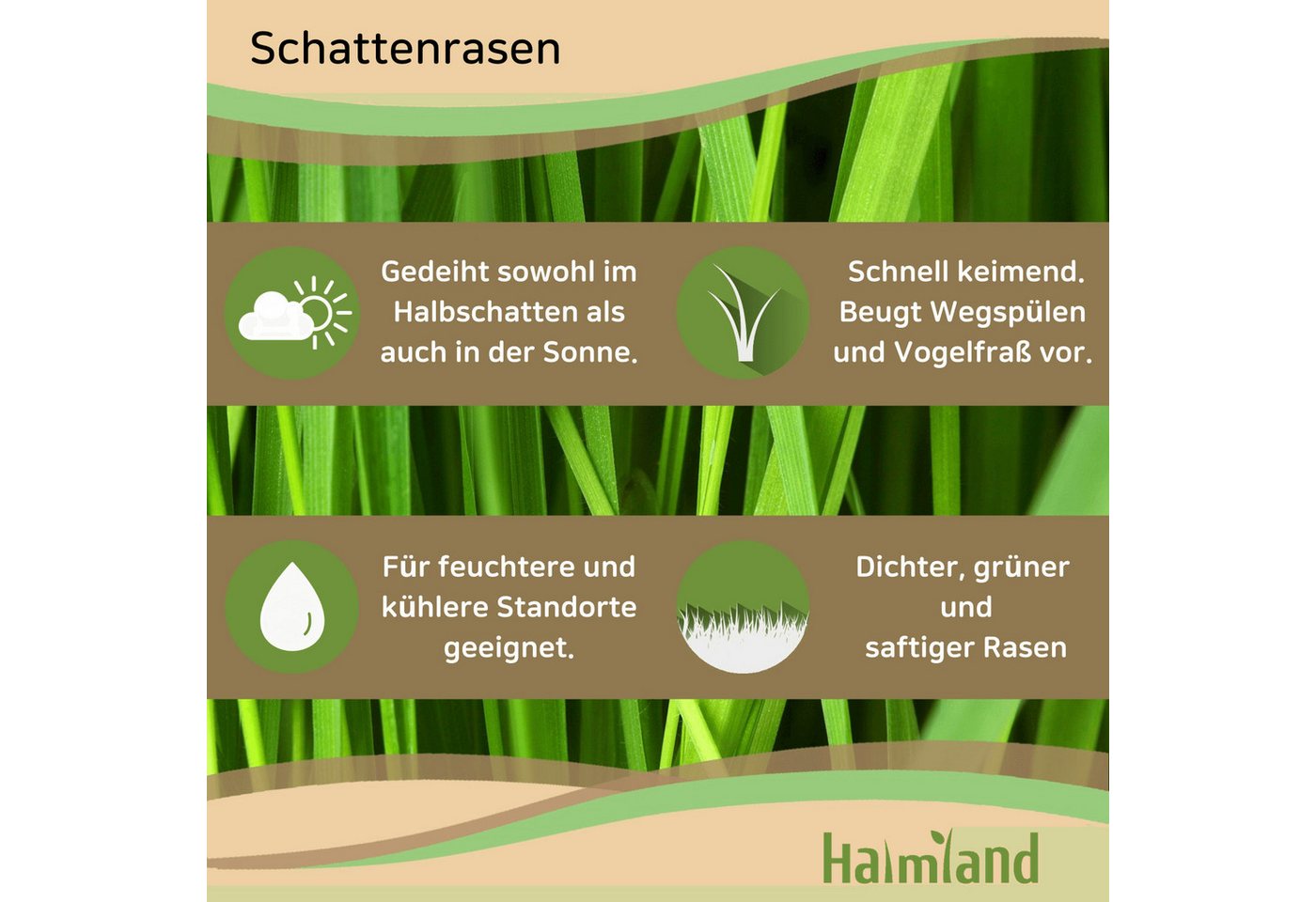 halmland Rasensamen Premium Schattenrasen Rasensamen 1 kg - schnellkeimend, robust, 30m² Bild 2