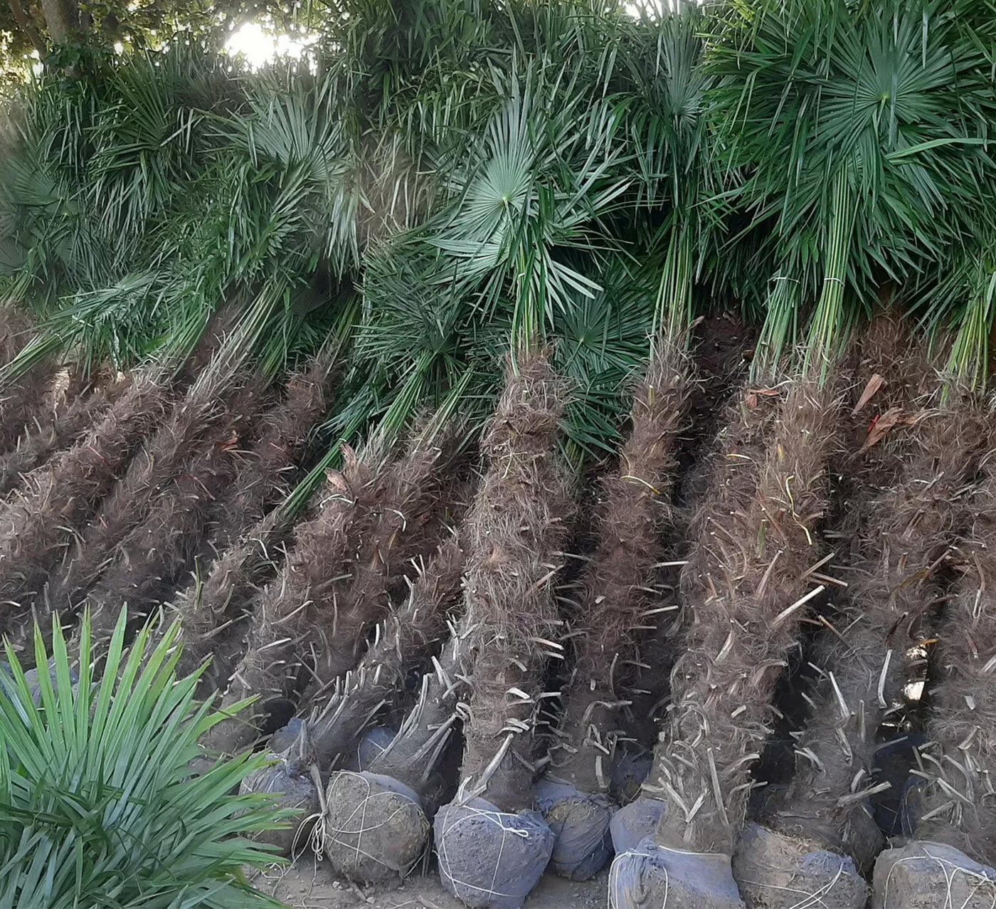 Palms-Store Baum Palme Trachycarpus Fortunei, Chinesische Hanfpalme, Winterhärte bis –19 °C, Faserbedeckter Stamm