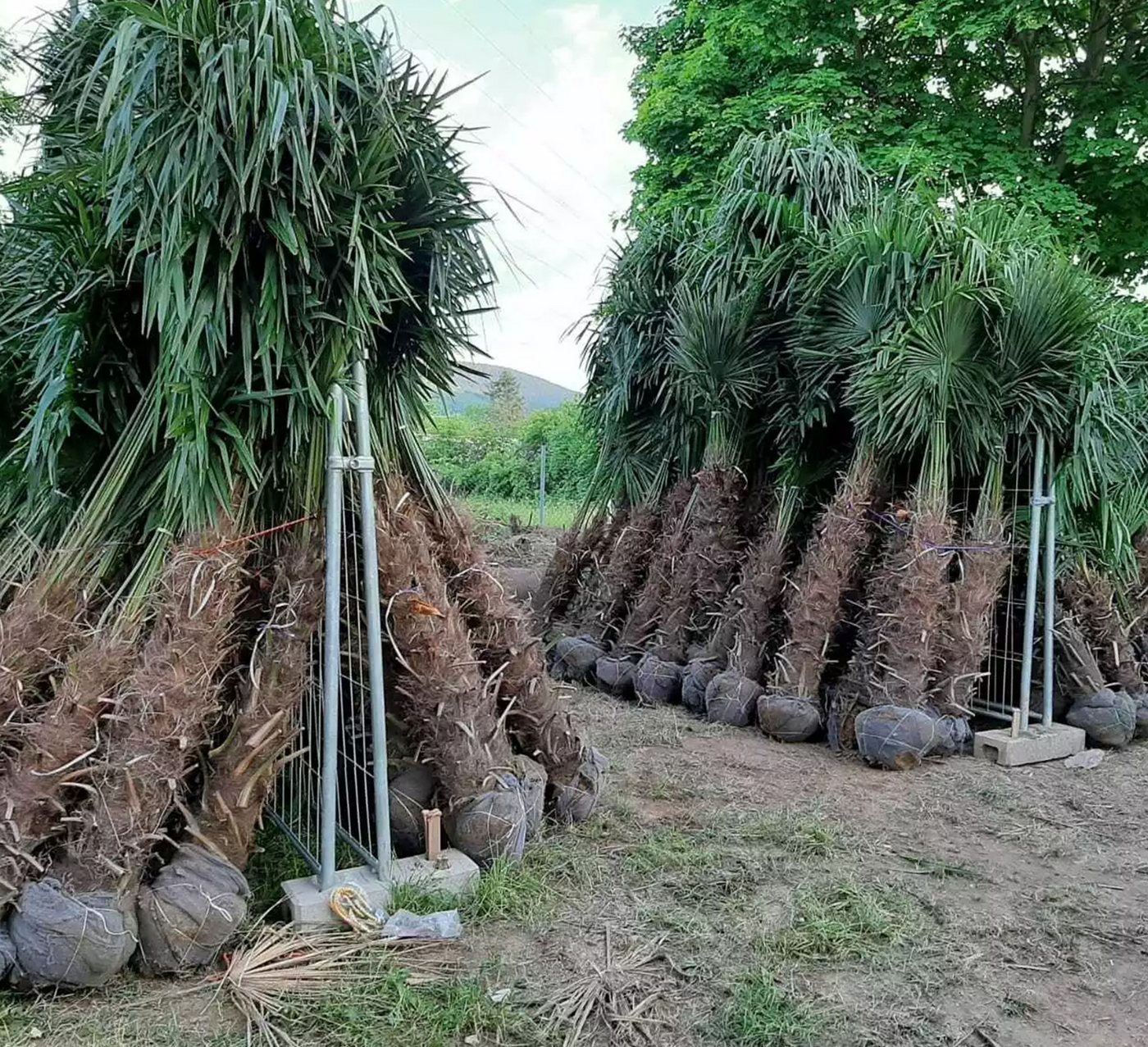 Palms-Store Baum Palme Trachycarpus Fortunei, Chinesische Hanfpalme, Winterhärte bis –19 °C, Faserbedeckter Stamm Bild 2