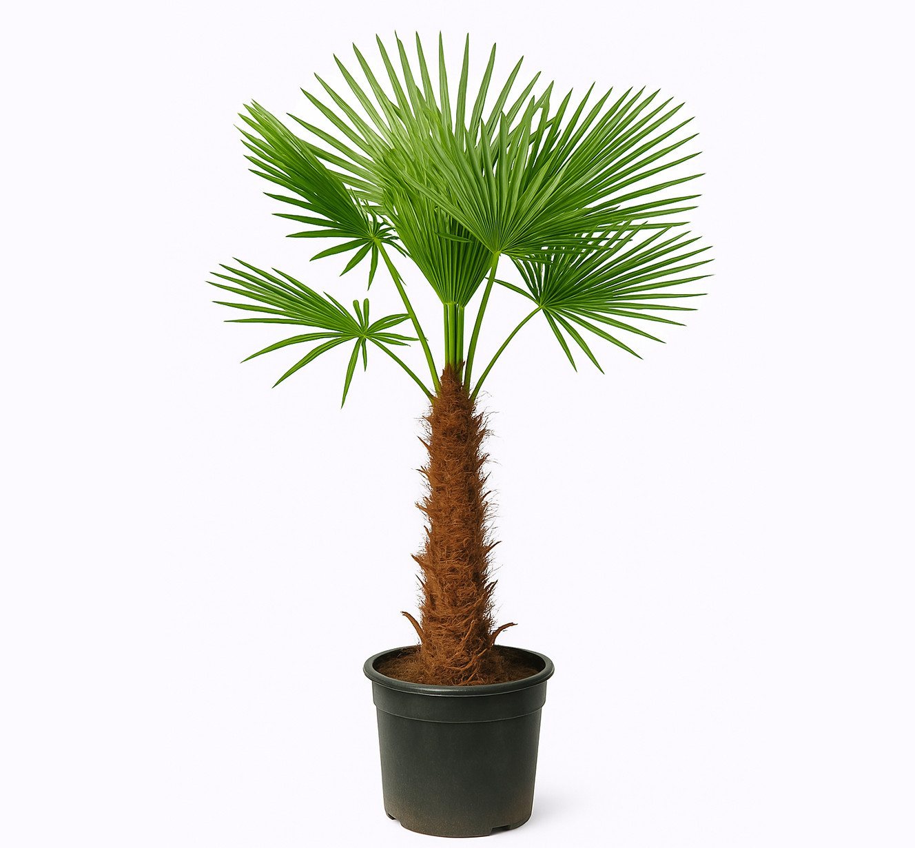 Palms-Store Baum Palme Trachycarpus Fortunei, Chinesische Hanfpalme, Winterhärte bis –19 °C, Faserbedeckter Stamm Bild 3