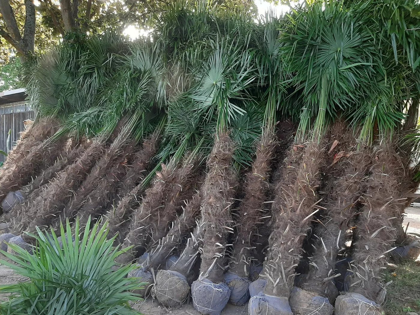 Palms-Store Baum Palme Trachycarpus Fortunei, Chinesische Hanfpalme, Winterhärte bis –19 °C, Faserbedeckter Stamm Bild 4