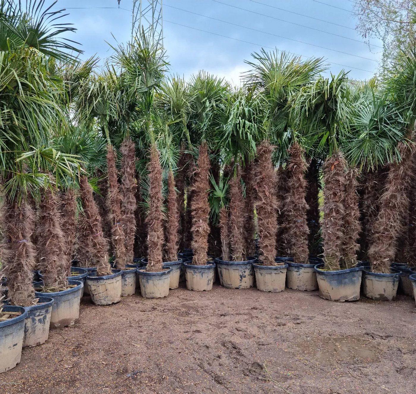 Palms-Store Baum Palme Trachycarpus Fortunei, Chinesische Hanfpalme, Winterhärte bis –19 °C, Faserbedeckter Stamm Bild 5