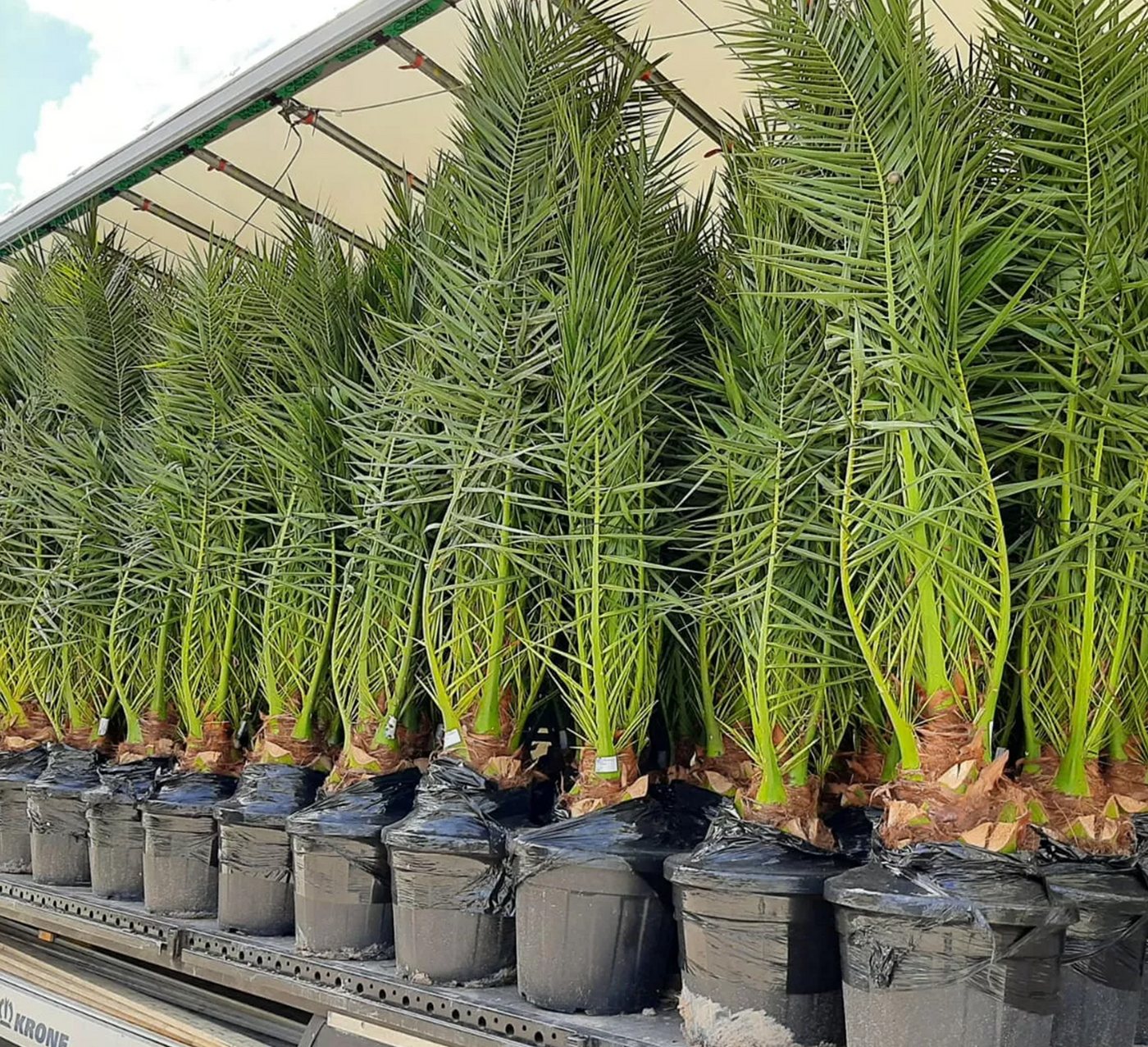 Palms-Store Baum Palme Phoenix Canariensis HÖHE ca. 180 cm Winterhart bis -12 °C, Winterhart bis -12 °C Spitzen Qualität Bild 2