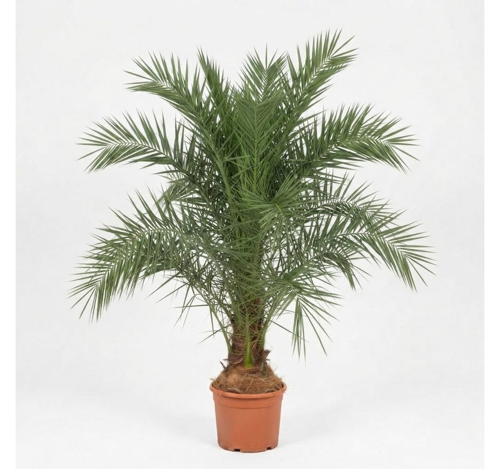 Palms-Store Baum Palme Phoenix Canariensis HÖHE ca. 180 cm Winterhart bis -12 °C, Winterhart bis -12 °C Spitzen Qualität Bild 3