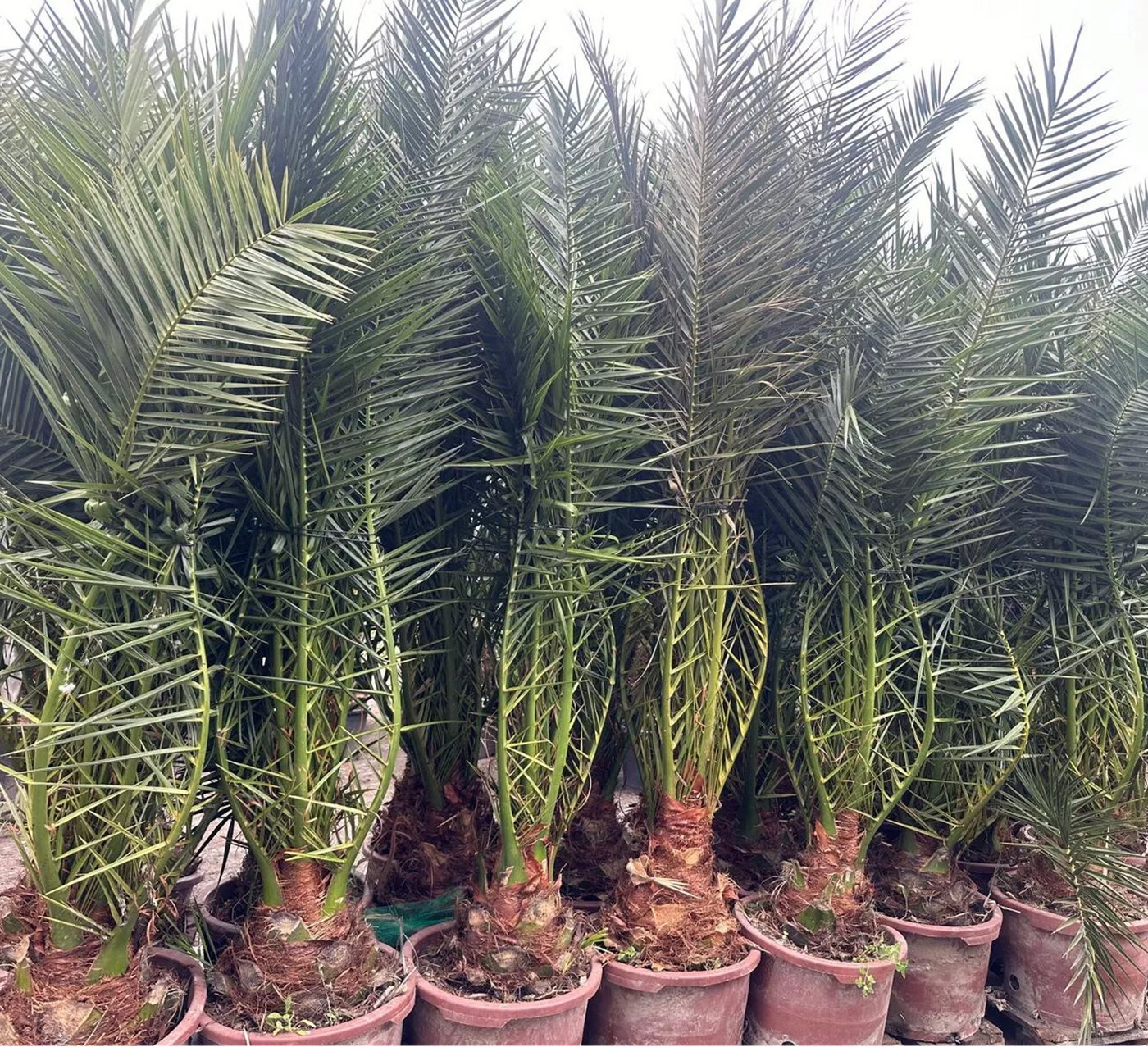 Palms-Store Baum Palme Phoenix Canariensis HÖHE ca. 180 cm Winterhart bis -12 °C, Winterhart bis -12 °C Spitzen Qualität Bild 4
