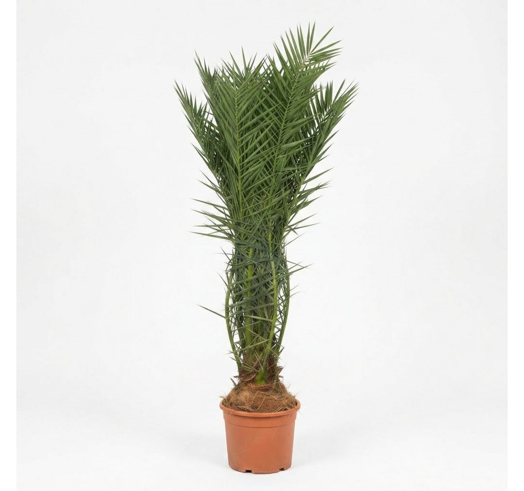 Palms-Store Baum Palme Phoenix Canariensis HÖHE ca. 180 cm Winterhart bis -12 °C, Winterhart bis -12 °C Spitzen Qualität Bild 5