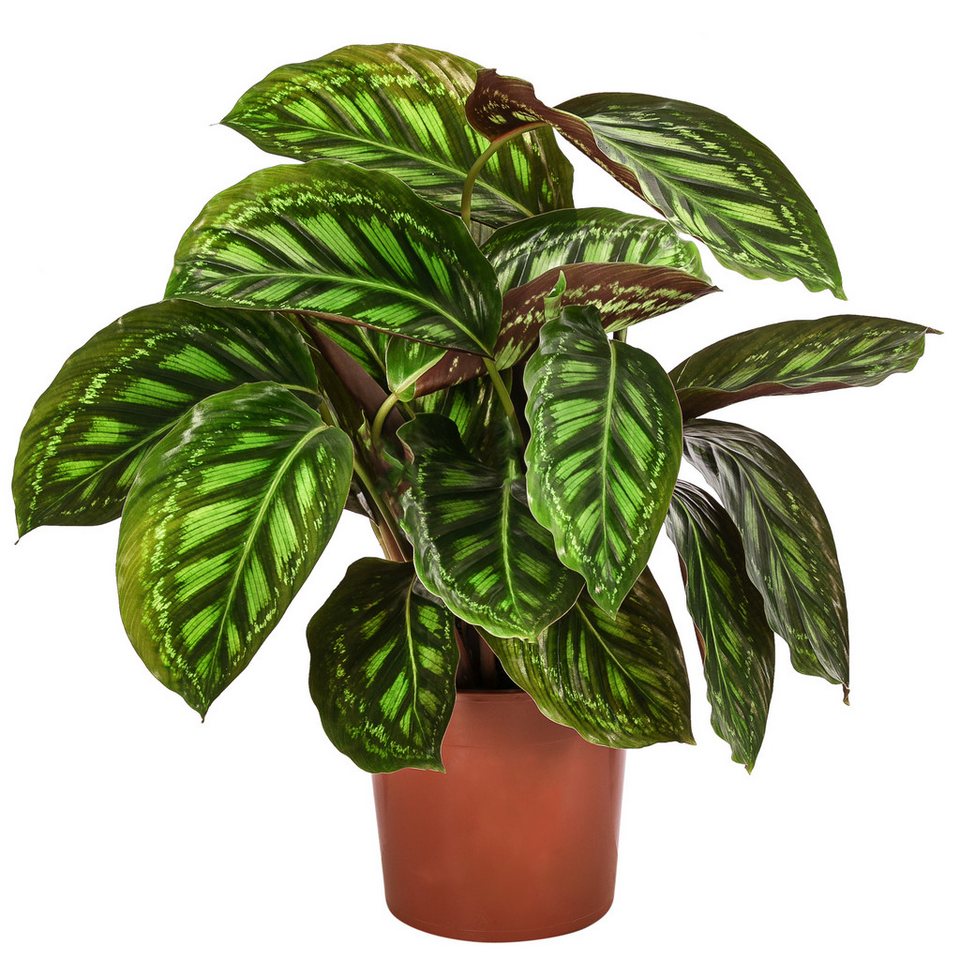 Dehner Zimmerpflanze Korbmarante Flamestar, Calathea roseopicta, ca. 40-50 cm, Ø Topf 14 cm, tropische Zimmerpflanze mit luftreinigender Wirkung