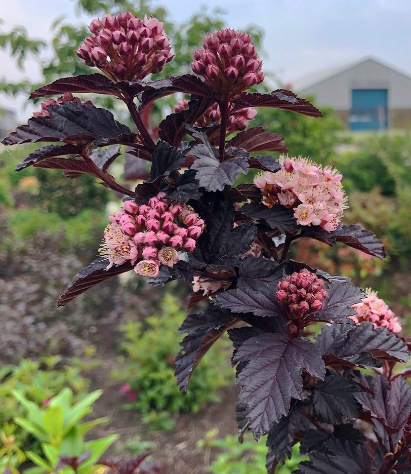 BALDUR Garten Zierstrauch Physocarpus Fasanenspiere 'Panther®', 1 St., Fasanenspiere, fast schwarzes Laub, rosa Blüten, säulenförmig