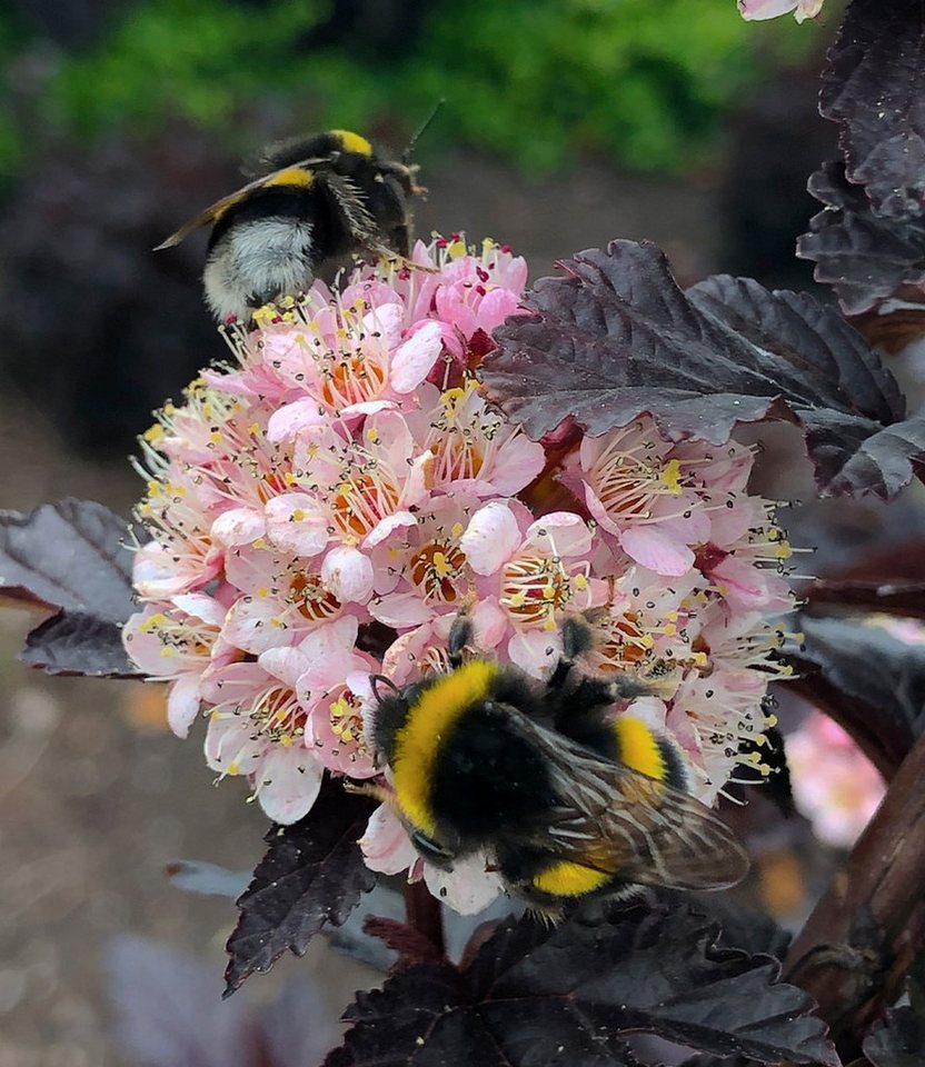 BALDUR Garten Zierstrauch Physocarpus Fasanenspiere 'Panther®', 1 St., Fasanenspiere, fast schwarzes Laub, rosa Blüten, säulenförmig Bild 2