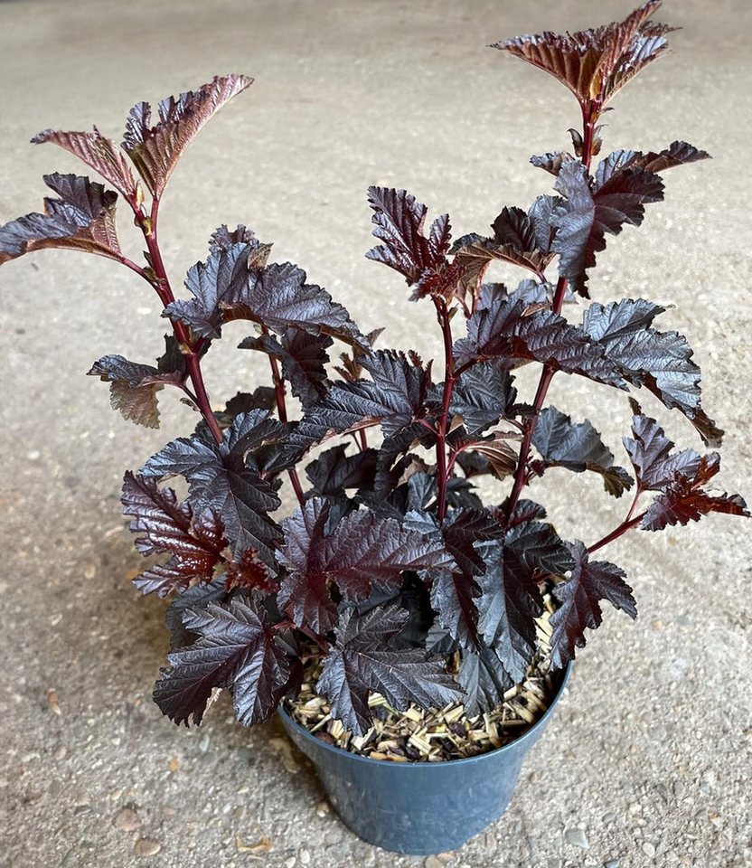 BALDUR Garten Zierstrauch Physocarpus Fasanenspiere 'Panther®', 1 St., Fasanenspiere, fast schwarzes Laub, rosa Blüten, säulenförmig Bild 3