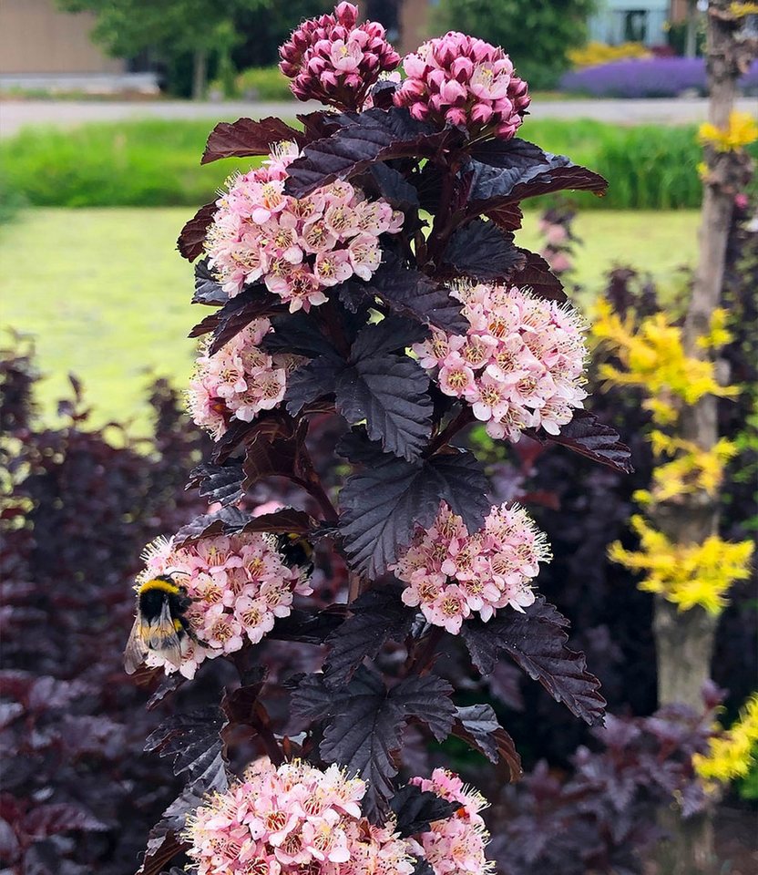 BALDUR Garten Zierstrauch Physocarpus Fasanenspiere 'Panther®', 1 St., Fasanenspiere, fast schwarzes Laub, rosa Blüten, säulenförmig Bild 4