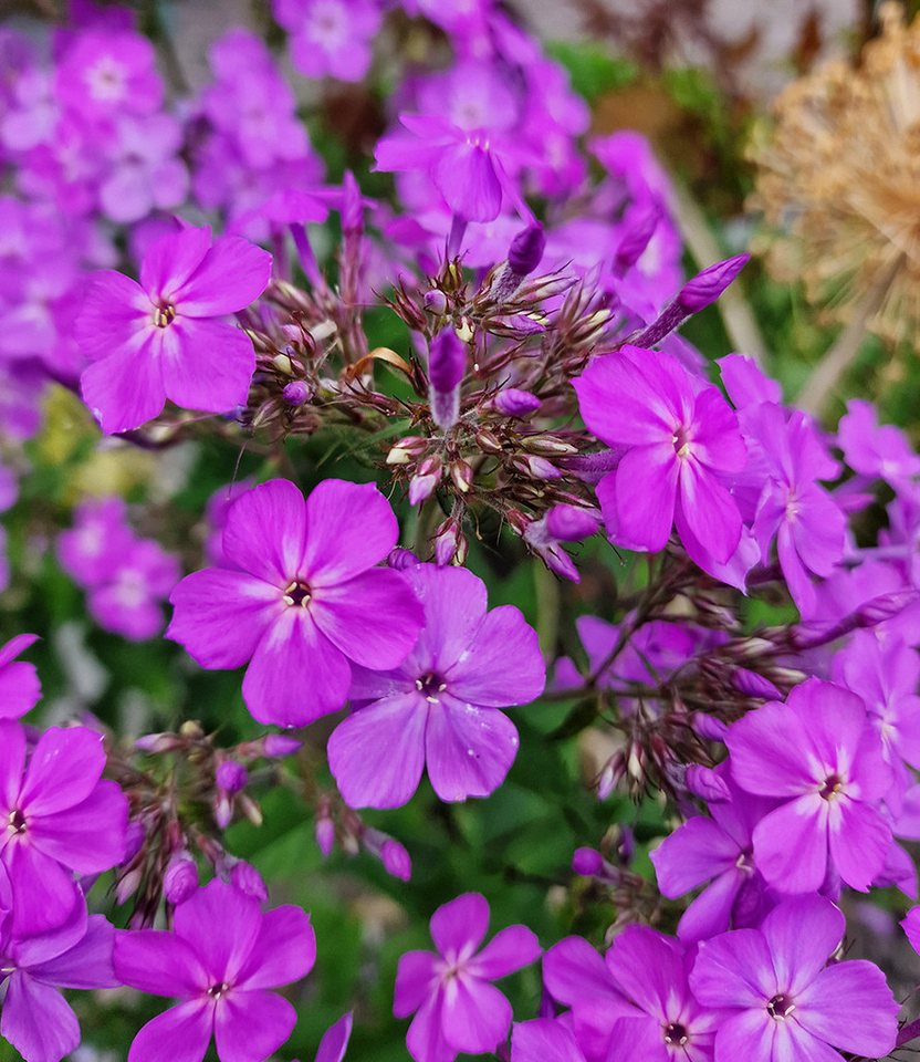 BALDUR Garten Staude Phlox 'JS® Queen Paola®', 2 St., Flammenblume, winterhart, Dauerblüher, blütenreich, robust