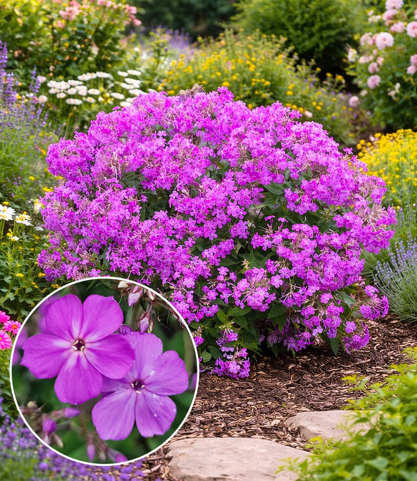 BALDUR Garten Staude Phlox 'JS® Queen Paola®', 2 St., Flammenblume, winterhart, Dauerblüher, blütenreich, robust Bild 2