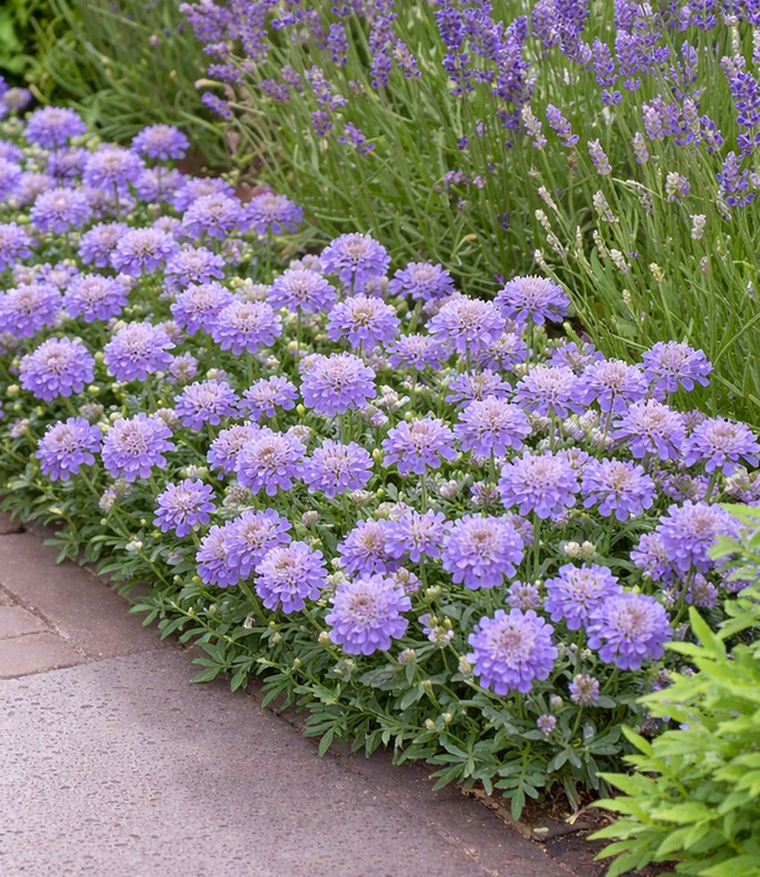 BALDUR Garten Staude Scabiose 'Blue Eyes®', 1 St., Skabiose, winterhart, blütenreich, kompakt, robust