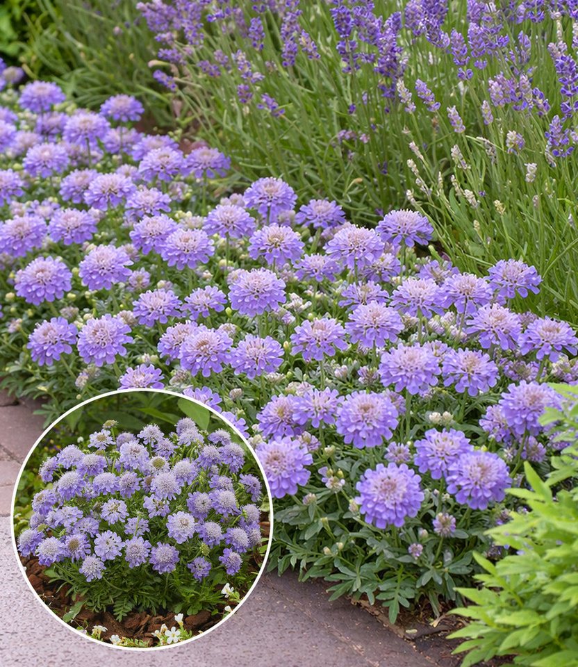 BALDUR Garten Staude Scabiose 'Blue Eyes®', 1 St., Skabiose, winterhart, blütenreich, kompakt, robust Bild 2