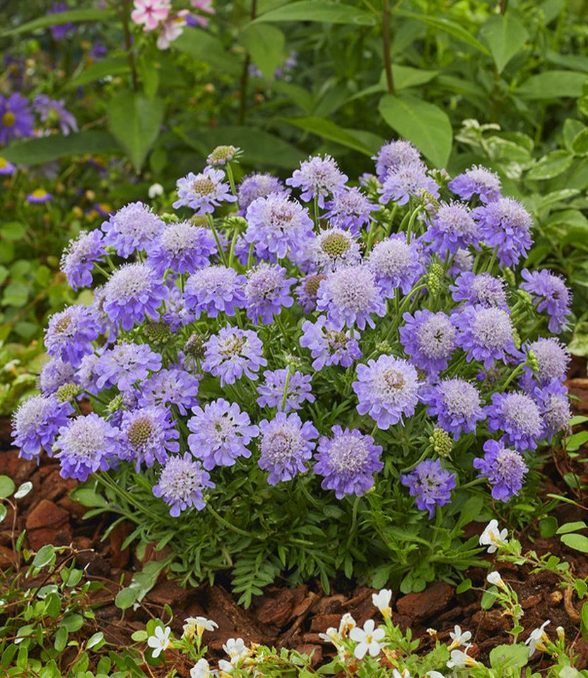 BALDUR Garten Staude Scabiose 'Blue Eyes®', 1 St., Skabiose, winterhart, blütenreich, kompakt, robust Bild 3