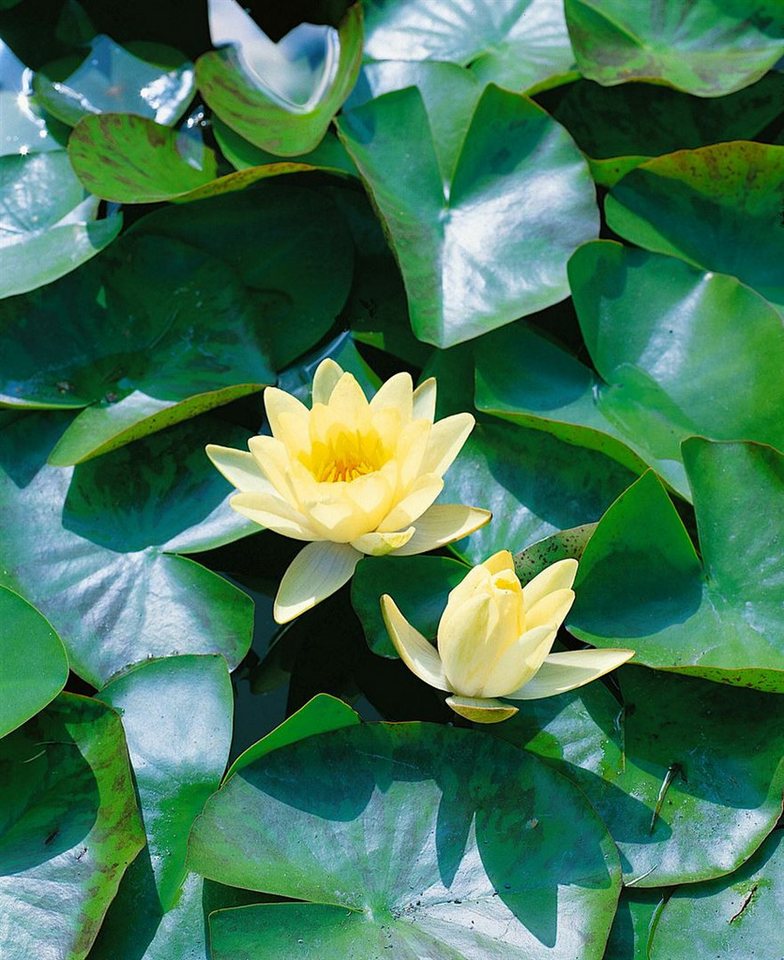 Pflanzen für Dich Staude Nymphaea cult. Marliacea Chromatella, 1 St., Gelbe Teichrose, Seerose
