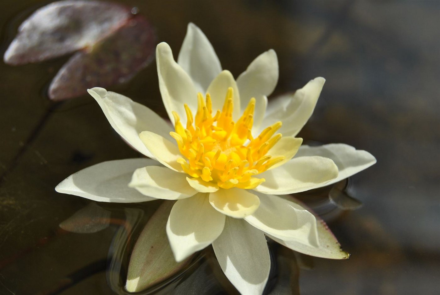 Pflanzen für Dich Staude Nymphaea cult. Marliacea Chromatella, 1 St., Gelbe Teichrose, Seerose Bild 2