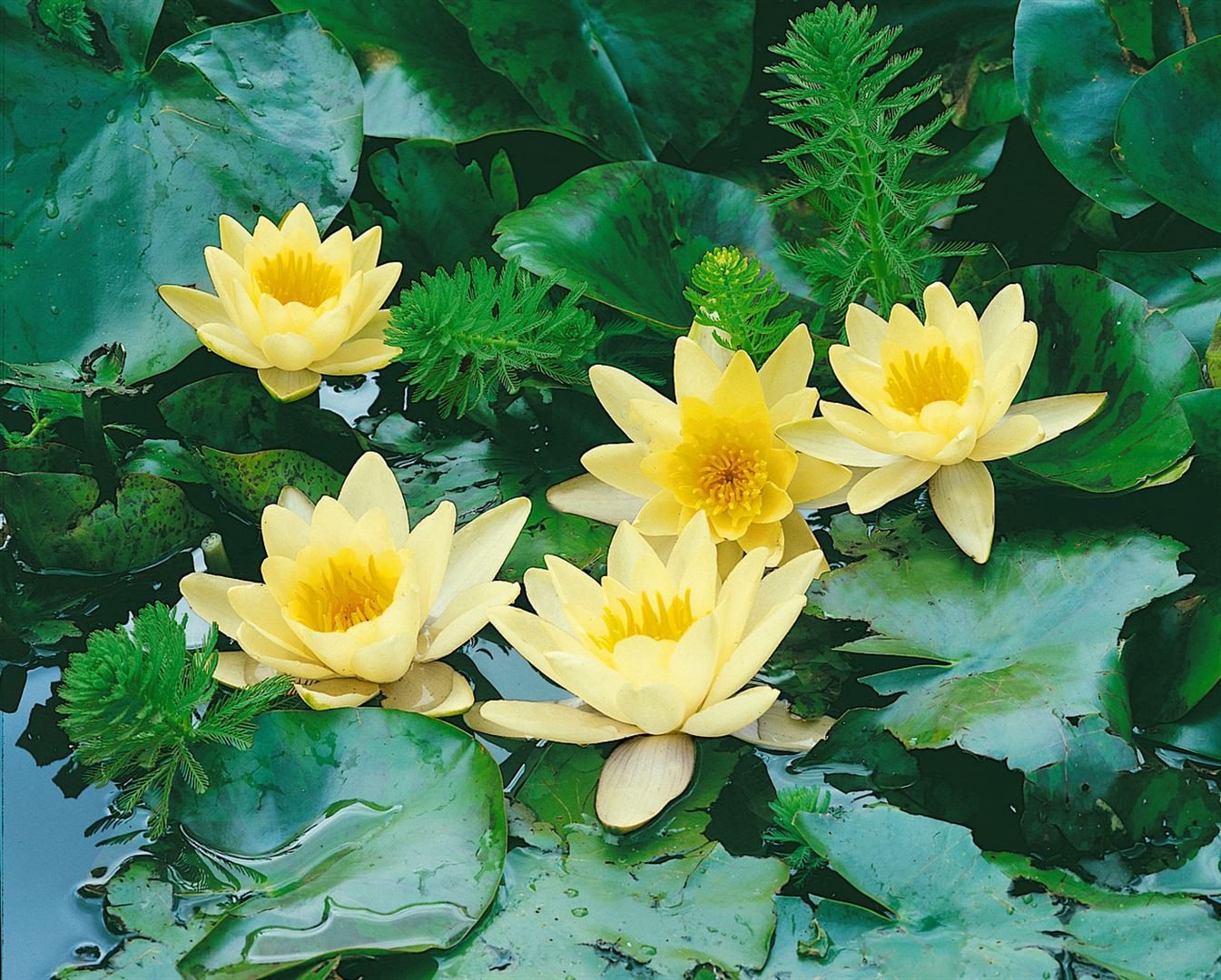 Pflanzen für Dich Staude Nymphaea cult. Marliacea Chromatella, 1 St., Gelbe Teichrose, Seerose Bild 3