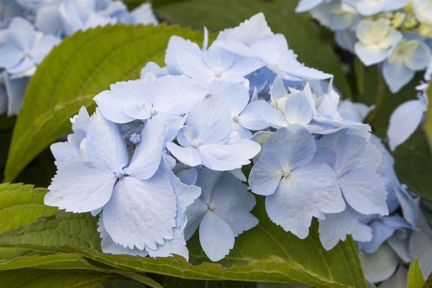 Pflanzen für Dich Gehölze Hydrangea serrata Blue Deckle, 1 St., Samt-Hortensie, Tellerhortensie Bild 2