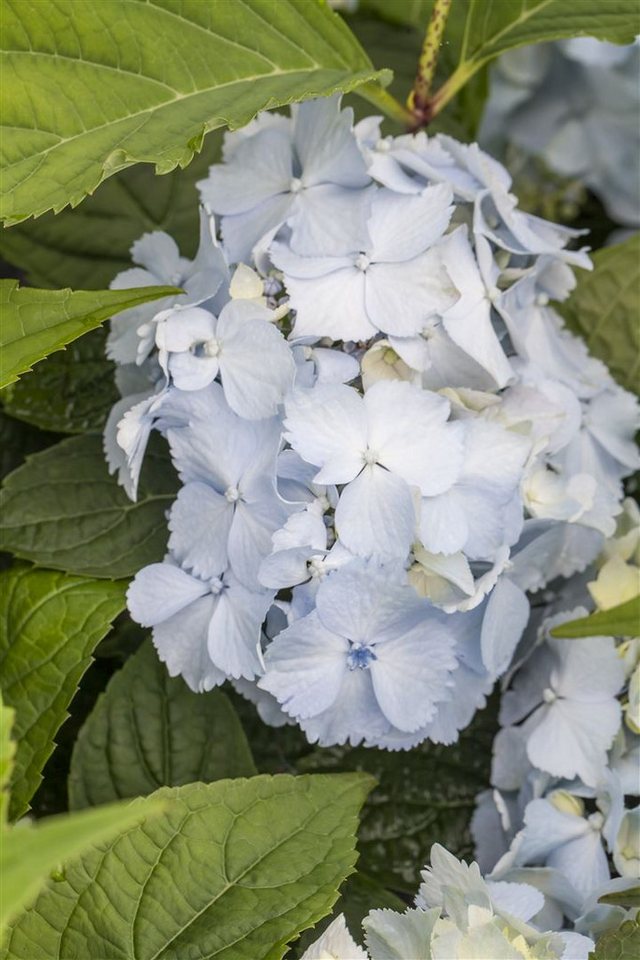 Pflanzen für Dich Gehölze Hydrangea serrata Blue Deckle, 1 St., Samt-Hortensie, Tellerhortensie Bild 3