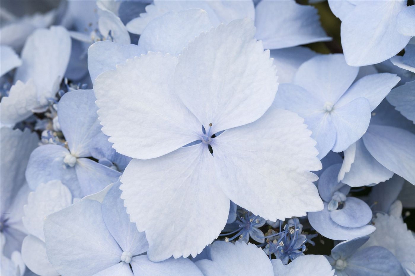 Pflanzen für Dich Gehölze Hydrangea serrata Blue Deckle, 1 St., Samt-Hortensie, Tellerhortensie Bild 4