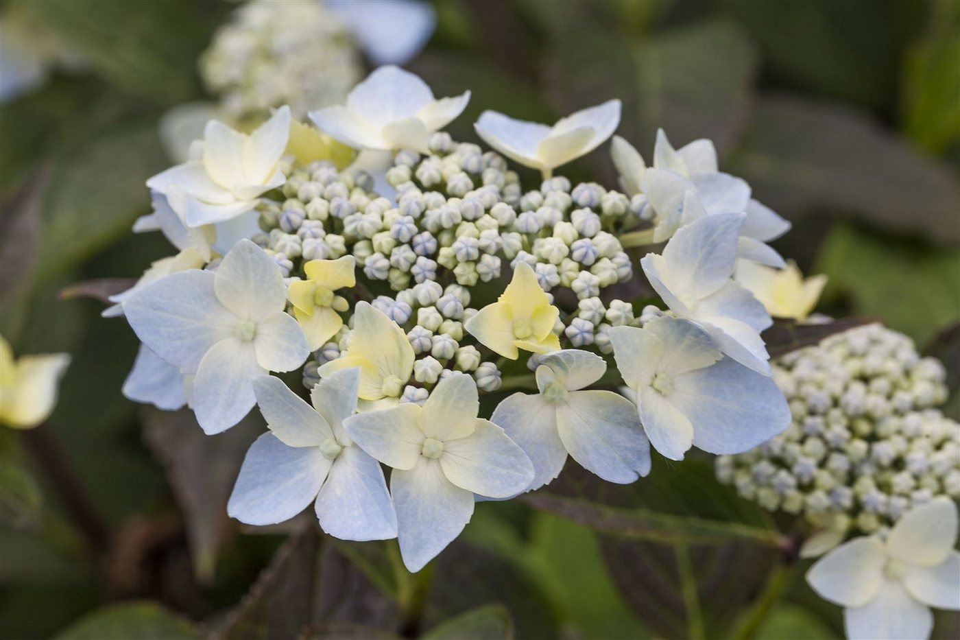 Pflanzen für Dich Gehölze Hydrangea serrata Blue Deckle, 1 St., Samt-Hortensie, Tellerhortensie Bild 5
