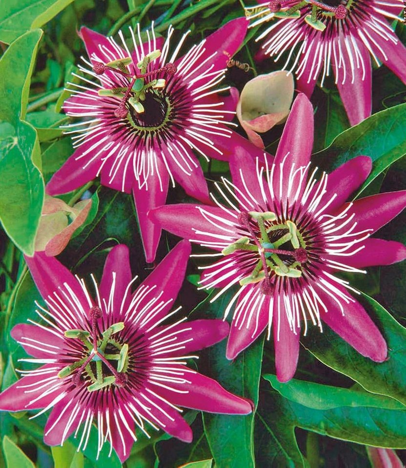 BALDUR Garten Zierstrauch Winterharte Passionsblume Ladybirds Dream, 2 St., Passiflora, winterhart, mehrjährig, pflegeleicht Bild 2
