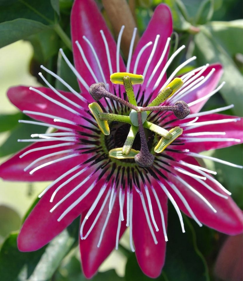 BALDUR Garten Zierstrauch Winterharte Passionsblume Ladybirds Dream, 2 St., Passiflora, winterhart, mehrjährig, pflegeleicht Bild 3