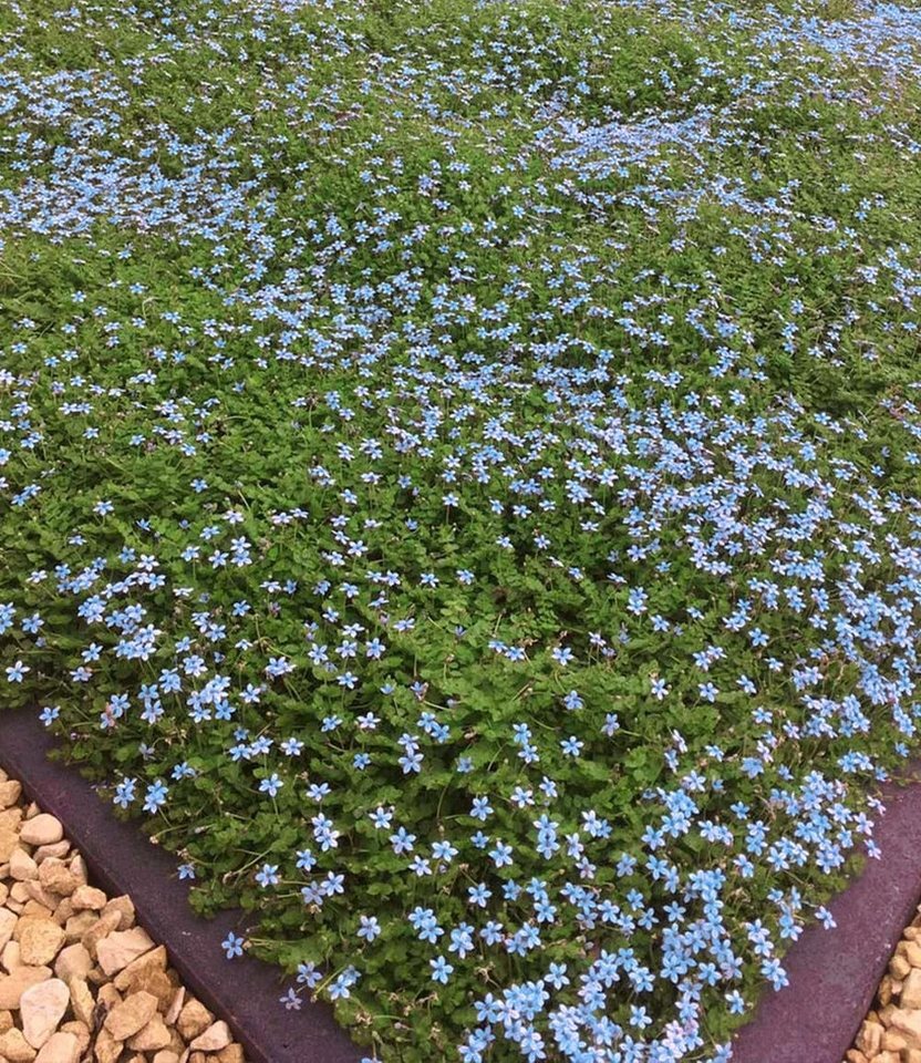 BALDUR Garten Bodendecker Isotoma Blue Foot®, 6 St., Schnellwachsend, winterhart, mehrjährig, pflegeleicht