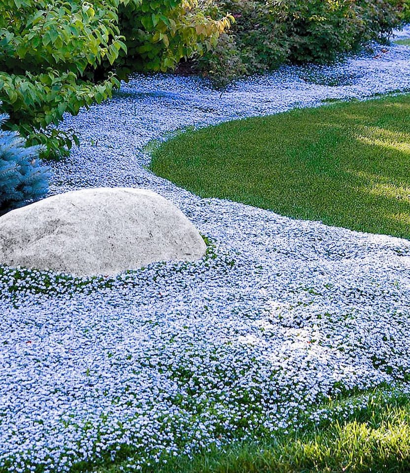 BALDUR Garten Bodendecker Isotoma Blue Foot®, 6 St., Schnellwachsend, winterhart, mehrjährig, pflegeleicht Bild 2